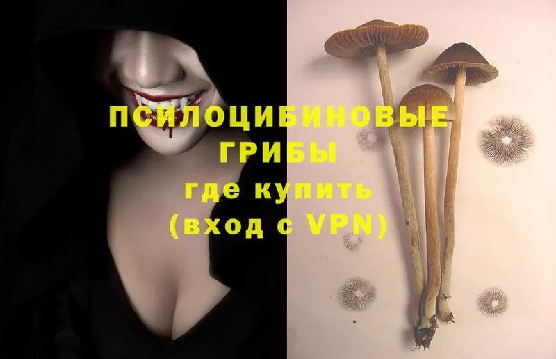 магазин  наркотиков  блэк спрут ссылка  Псилоцибиновые грибы Psilocybine cubensis  Кузнецк 